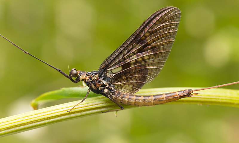 Ephemeroptera L Eph m ropt re Dit L Eph m re Nature En Ville ephemeroptera-l-eph-m-ropt-re-dit-l-eph-m-re-nature-en-ville